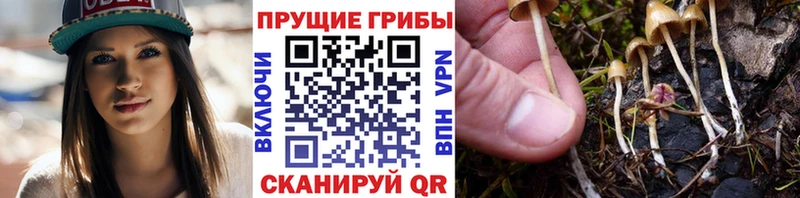 Псилоцибиновые грибы Magic Shrooms  blacksprut онион  Свободный 
